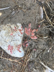 Sidotheca emarginata