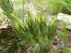 Opuntia humifusa