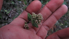 Chromolaena bullata