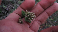 Chromolaena bullata