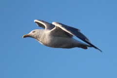 Larus argentatus image