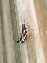 Phaedrotettix dumicola