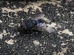 Calliphora quadrimaculata
