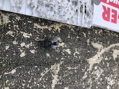 Calliphora quadrimaculata