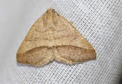 Macaria varadaria