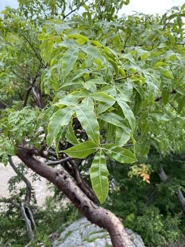 Bursera kerberi, photograph 5