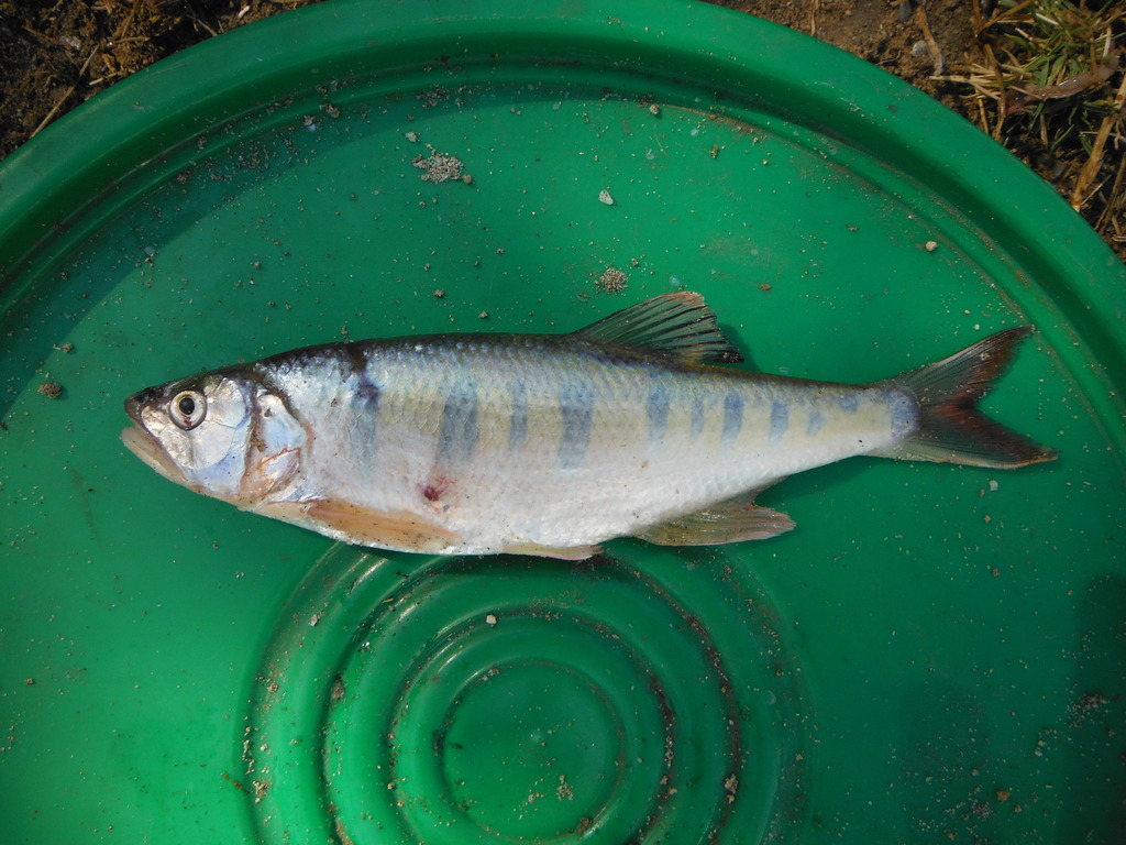 Lake Rukwa Minnow