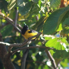 Icterus maculialatus