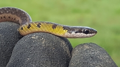 Erythrolamprus melanotus