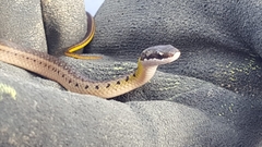 Erythrolamprus melanotus