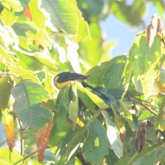 Icterus maculialatus