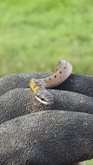 Erythrolamprus melanotus