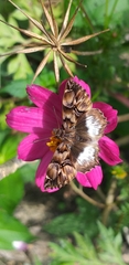 Noctuana lactifera