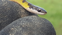 Erythrolamprus melanotus