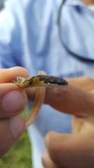 Erythrolamprus melanotus