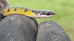 Erythrolamprus melanotus