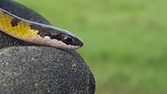 Erythrolamprus melanotus
