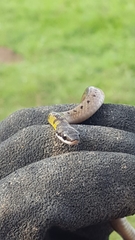 Erythrolamprus melanotus