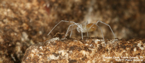 Bone Cave Harvestman photo 2