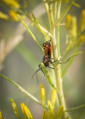Rhynocoris ventralis