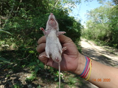 Heteromys irroratus