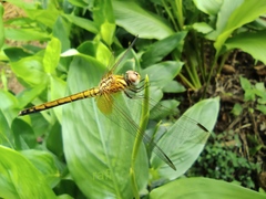 Trithemis aurora
