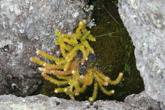 Huperzia appressa