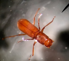 Stygoparnus comalensis