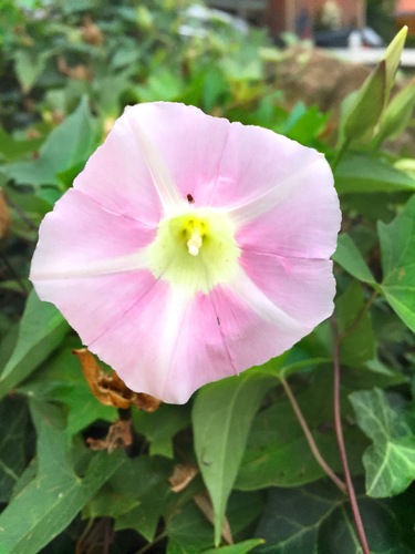 Vilucchio bianco