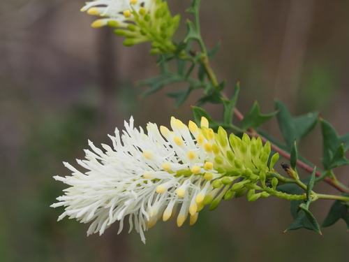 Grevillea pulchella (R.Br.) Meisn.