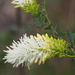 Grevillea pulchella - Photo (c) Brett Coulstock, some rights reserved (CC BY), uploaded by Brett Coulstock