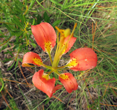 Lilium catesbaei image