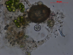 Rhizophydiales
