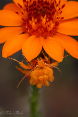 Eulithosia miaiphona