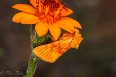 Eulithosia miaiphona