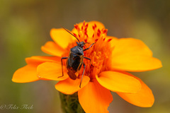 Neocapsus