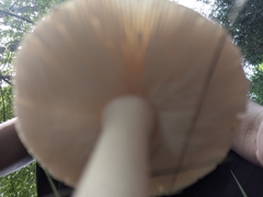 Fungi