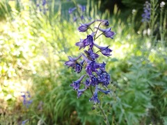 Delphinium × occidentale