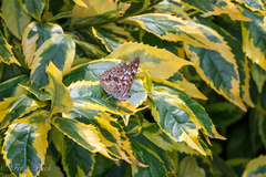 Asterocampa celtis antonia