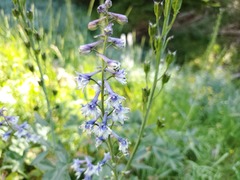 Delphinium × occidentale