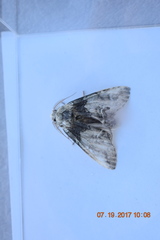 Macrurocampa marthesia