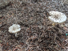 Fungi