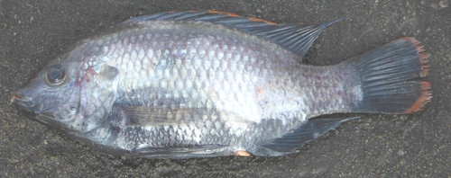 Lake Rukwa tilapia (Oreochromis rukwaensis) — Cichlidae — 3