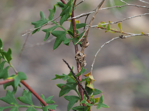 Image of Grevillea pulchella by (c) Brett Coulstock, some rights reserved (CC BY)