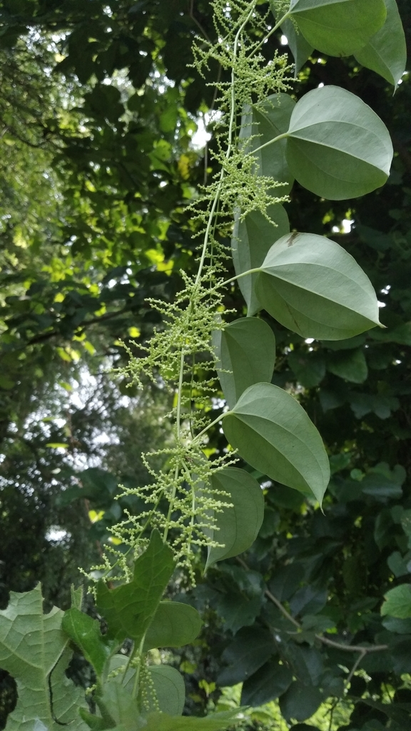 Dioscorea oppositifolia (Dioscorea oppositifolia)