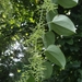 Dioscorea oppositifolia - Photo (c) Aniruddha Singhamahapatra,  זכויות יוצרים חלקיות (CC BY-NC), הועלה על ידי Aniruddha Singhamahapatra