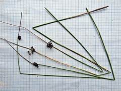 Juncus decipiens