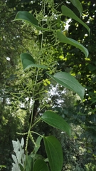 Dioscorea oppositifolia