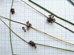 Juncus decipiens
