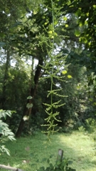 Dioscorea oppositifolia